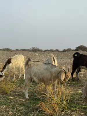 للبيع جدي اموره طيبه