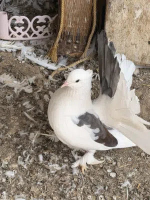 حمام شامسيات أجمل الالوان