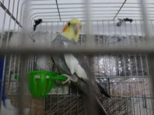 كوكتيل ذكر للبيع