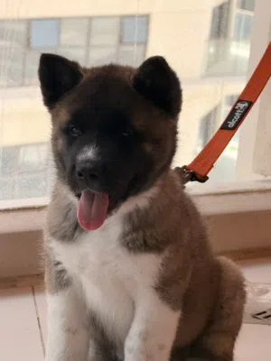 American Akita (اميركان اكيتا)