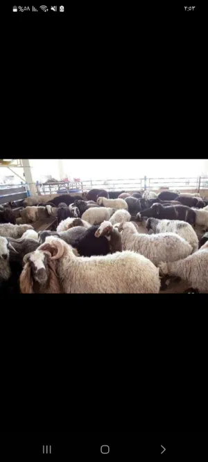 ذبائح بلدي بسعر حررررق