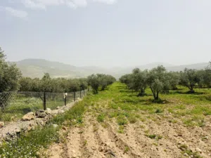 مزرعة زيتون جلعد