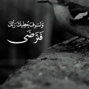 Ahmed Saed