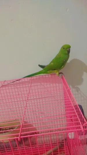 بغبغاء عمره 5اشهر أليف ولعوب جدا سعره 125