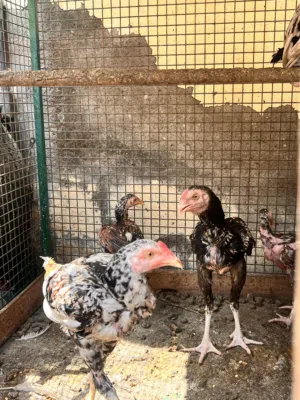 دجاج باكستاتي اصلي للبيع