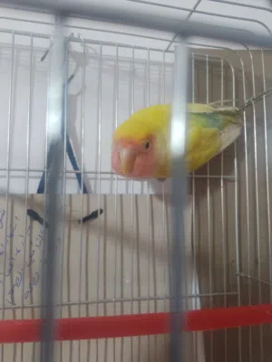 روز طفرة اليف للبيع