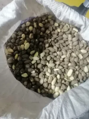 حب شوع 20 كيلو  الحاله ممتاز