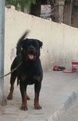 رت وايلر للتزاوج