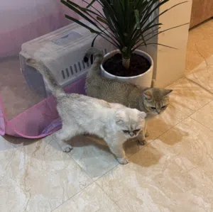 Asma 