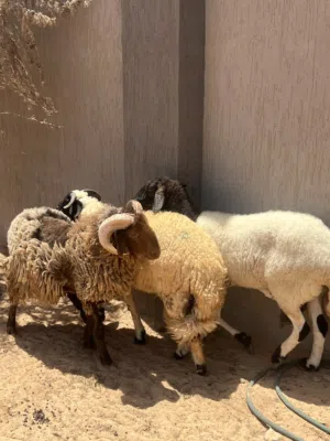 زوز حواله و حوليه