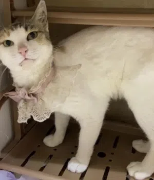 قطة للتبني مجانا cat for adoption for free