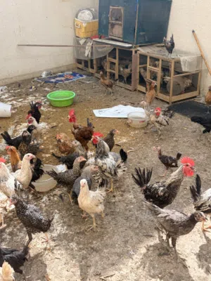 دجاج للبيع أقرا الوصف مهم جداً !!