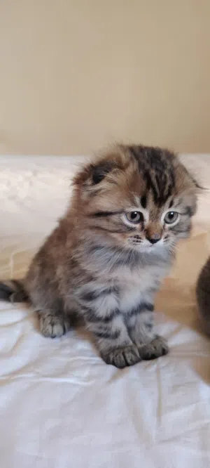 Scottish Fold Male and Female Cat