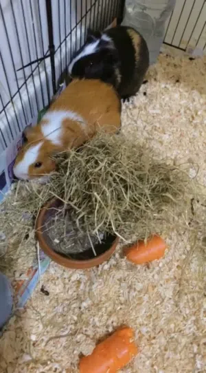 2 Beautiful female Guinea pigs for adoption in fujairah