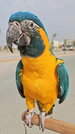 Female Blue Throated Macaw (Free Flight Trained)