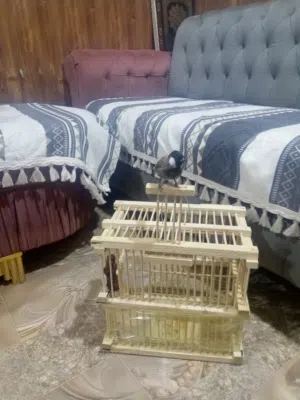 بلبل ربه كلش يطلع برا