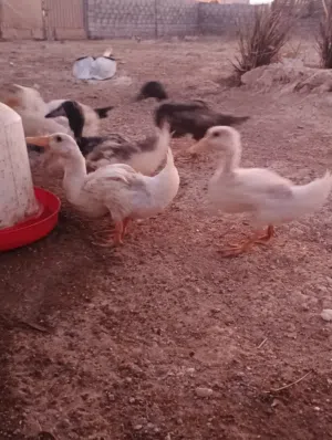 بط محلي للبيع