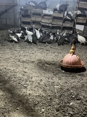 � للبيع دجاج حبشي �