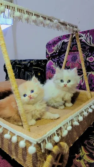 Persian3