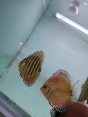 Fish2