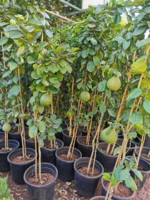 جميع انواع أشجار الفواكة والأشجار المثمره