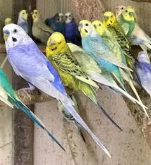 طيور حب بداية خيرها  بكل الالوان نقي اي حبة تعجبك على امانة الله تعالى مكفولات