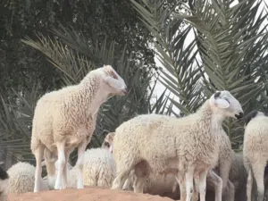 ضحايا سردي وقبرصي للبيع