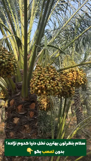 رطب و خلال برحي