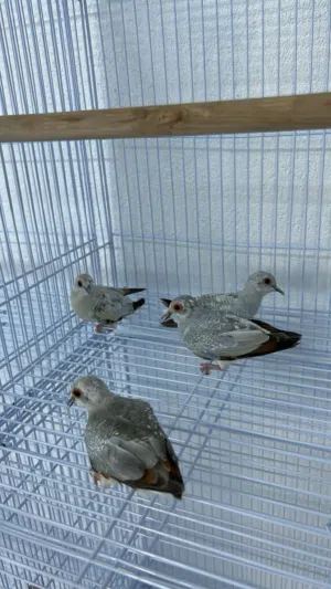 يمام الماسي للبيع
