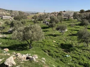 Mixed Use Land for Sale in Ajloun Sakhra