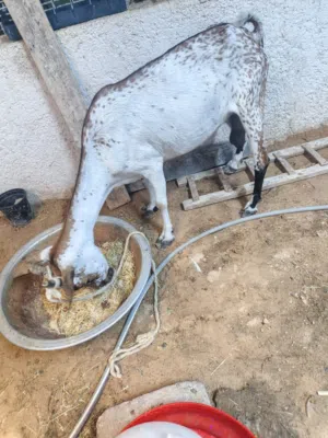 ماعز قطريه مبدله سنين راكبه