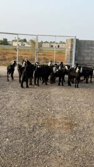 معز عوارض مع فحل عشار