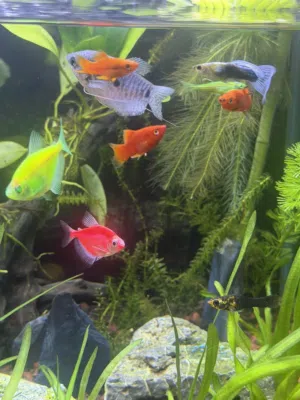 Fishs for sale
