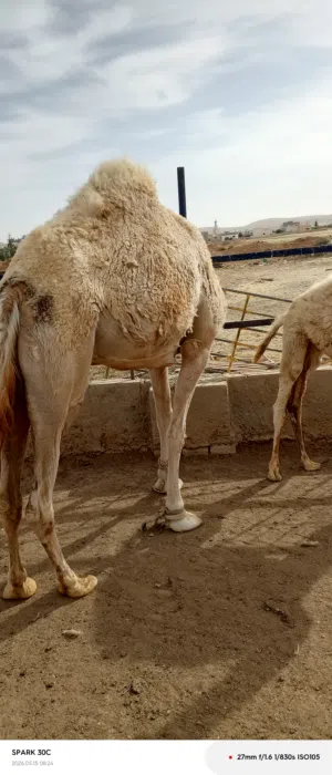 ناقه خلفه ورها قعود