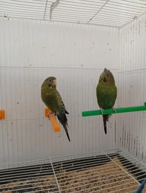 للبيع جوز بلاك فيس