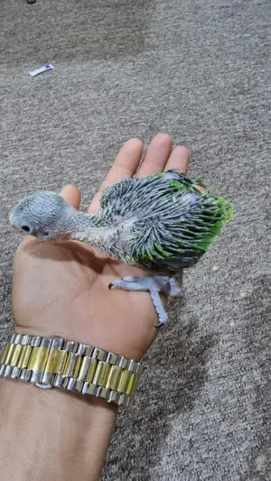 افراخ دره تبزيري