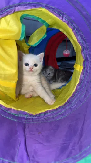Kittens for sale
