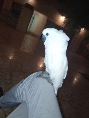 احمد 