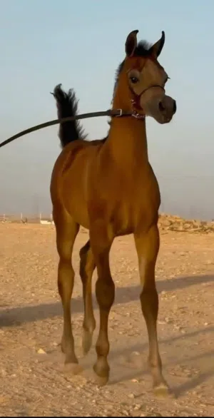 مطلوب فرس عربيه او مهره مسجله