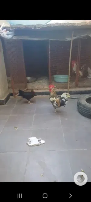ديج للبيع ب 10