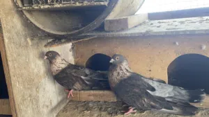 قص حمام ريحانى ذكر وأنثى