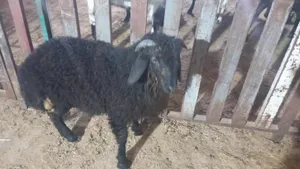 ‏غنم‏4