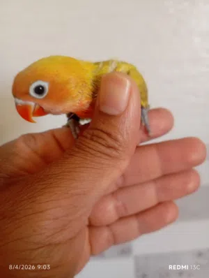 السلام عليكم ورحمه الله وبركاته  للبيع فروخ فشر بصحة ممتازة والحمدلله