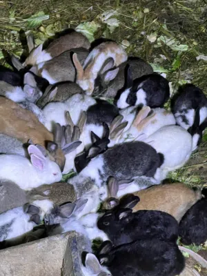 مجموعة ارانبً للبيع مختلفة الأنواع فيه هجين وهولندي وفرنسي وعماني اصل