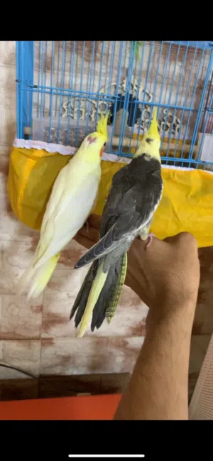 كوكتيلات جاي لكطن وزق سعر التك 35
