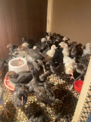 صيصان للبيع 100صوص