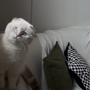 للبيع سكوتش فولد ذكر 11 شهر