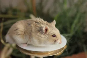 همسترات روسية الليفة