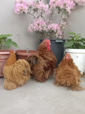 طقم دجاج كوشن