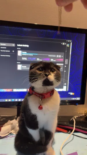 للبيع قطه سكوتش عمرها 3 شهور